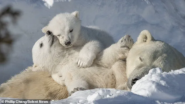 A Moment in the Arctic: Polar Bear Cubs and Their Mother in a Harsh Yet Resilient Environment, Captured by Photographer Phillip Chang
