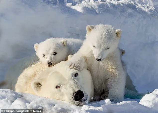 A Moment in the Arctic: Polar Bear Cubs and Their Mother in a Harsh Yet Resilient Environment, Captured by Photographer Phillip Chang