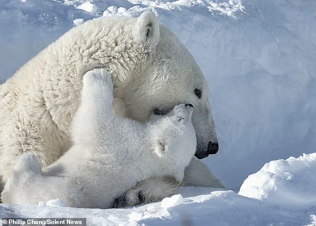 A Moment in the Arctic: Polar Bear Cubs and Their Mother in a Harsh Yet Resilient Environment, Captured by Photographer Phillip Chang