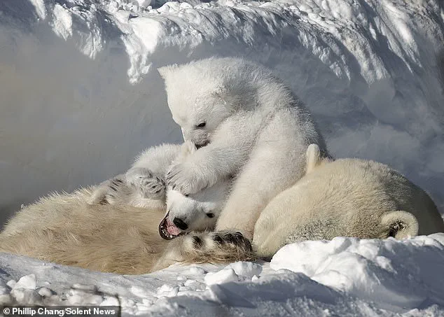 A Moment in the Arctic: Polar Bear Cubs and Their Mother in a Harsh Yet Resilient Environment, Captured by Photographer Phillip Chang