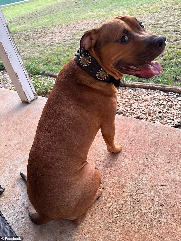 Amanda Mears: 'The Worst Day of My Life' After Pit Bull Attack Leaves Her with Life-Altering Injuries, as Experts Warn of Aggressive Behavior Risks