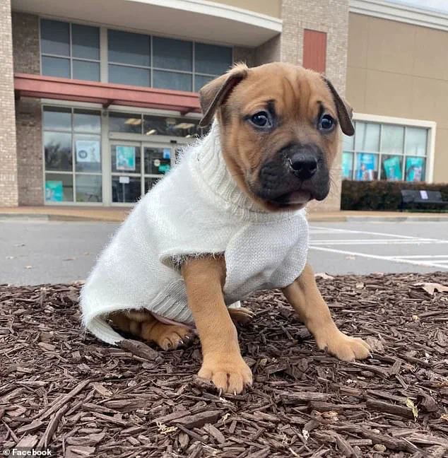 Amanda Mears: 'The Worst Day of My Life' After Pit Bull Attack Leaves Her with Life-Altering Injuries, as Experts Warn of Aggressive Behavior Risks