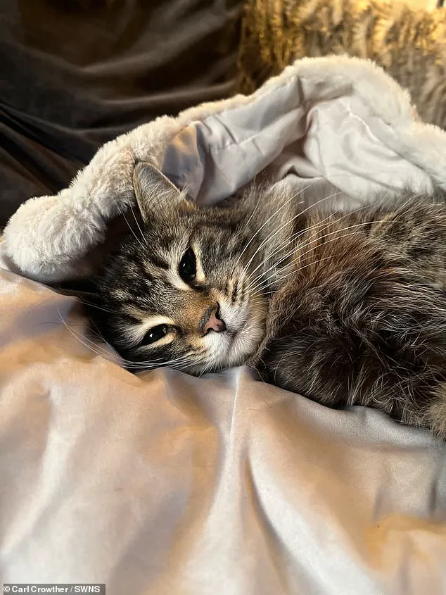 Amazon Delivery Driver Allegedly Steals Cat from West Yorkshire Home, Sparking Public Outcry