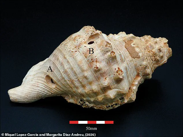 Ancient Shell Trumpets in Catalonia Reveal Neolithic Communication Ingenuity