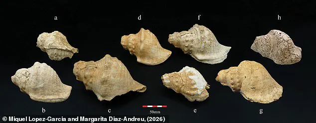 Ancient Shell Trumpets in Catalonia Reveal Neolithic Communication Ingenuity