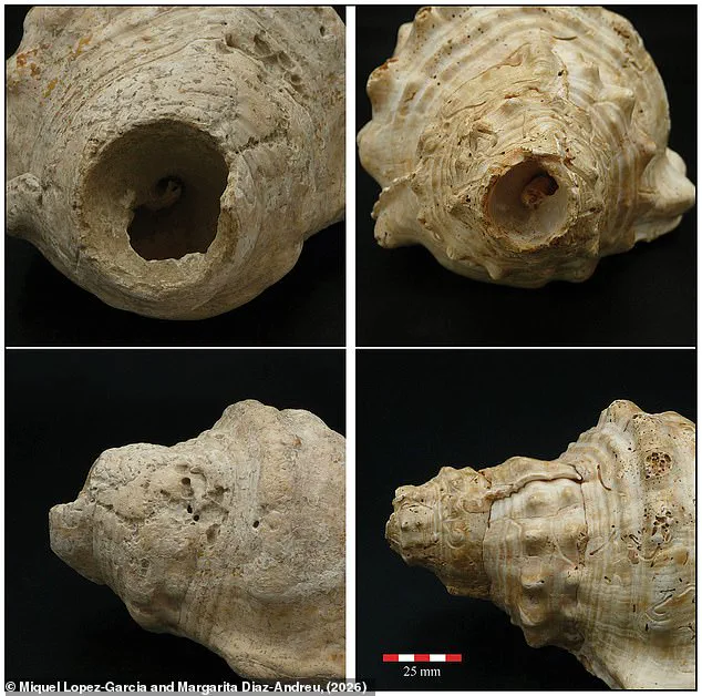 Ancient Shell Trumpets in Catalonia Reveal Neolithic Communication Ingenuity
