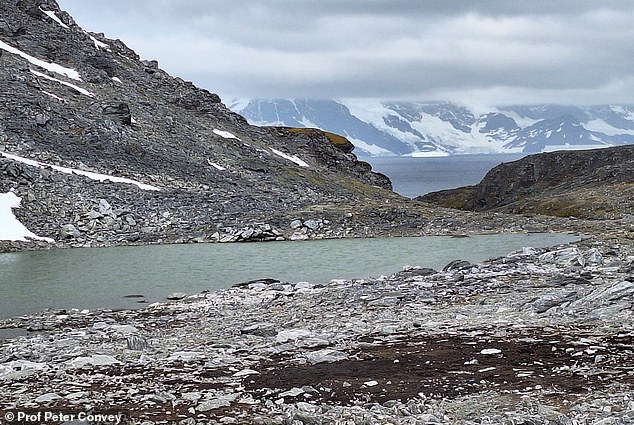 Antarctica's Ice Could Shrink by 20% by 2100, Study Warns of Global Consequences