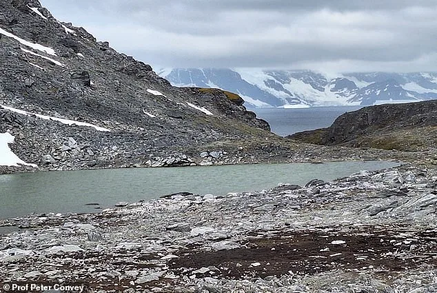 Antarctica's Ice Could Shrink by 20% by 2100, Study Warns of Global Consequences