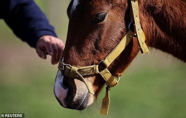 Argentina's CRISPR-Edited Horses: A Controversial Leap in Polo Performance