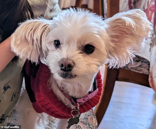 Ashes of a Legacy: Hollywood Fire Claims Two Sisters, Shatters a Family's History