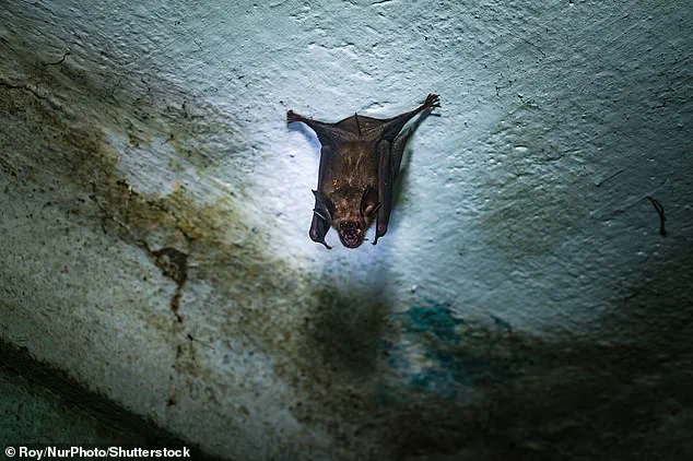 Asia Ramps Up Nipah Virus Containment: 'Public Health Must Remain the Priority' Says WHO Adviser as Outbreak Sparks Strict Measures