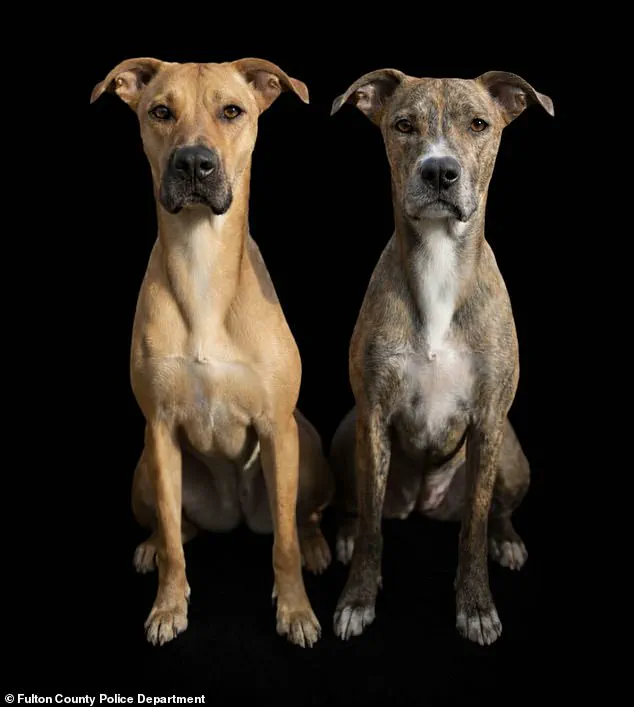 Atlanta Community in Shock After Brutal Dog Abuse Incident Sparks Citywide Manhunt