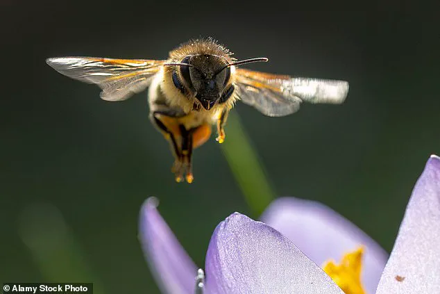 Bee Venom: Ancient Remedy Meets Modern Science in Anti-Aging Skincare