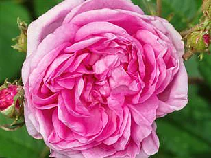 Ben Schott's *Schott's Significa*: Uncovering the Hidden Languages of Modern Subcultures