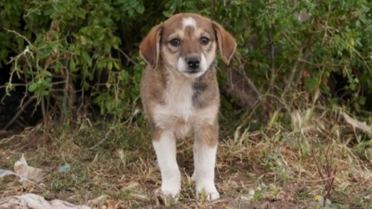 Boycott Calls Intensify as Morocco Faces Allegations of Mass Dog Culling Ahead of 2030 World Cup