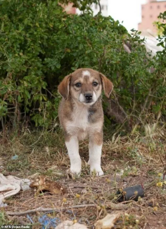 Boycott Calls Intensify as Morocco Faces Allegations of Mass Dog Culling Ahead of 2030 World Cup