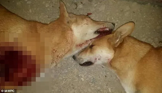 Boycott Calls Intensify as Morocco Faces Allegations of Mass Dog Culling Ahead of 2030 World Cup