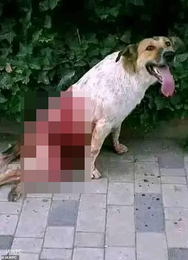 Boycott Calls Intensify as Morocco Faces Allegations of Mass Dog Culling Ahead of 2030 World Cup