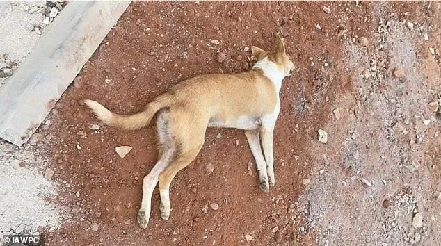 Boycott Calls Intensify as Morocco Faces Allegations of Mass Dog Culling Ahead of 2030 World Cup