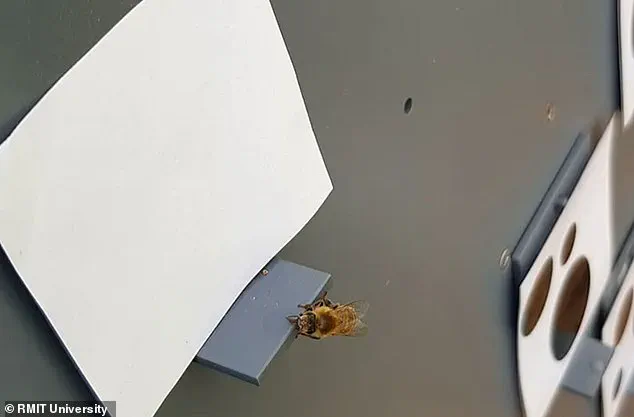 Breakthrough Research Suggests Honeybees Could Be the Key to Interstellar Communication, Bridging Biology and Mathematics