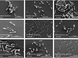 Breakthrough Research Suggests Honeybees Could Be the Key to Interstellar Communication, Bridging Biology and Mathematics
