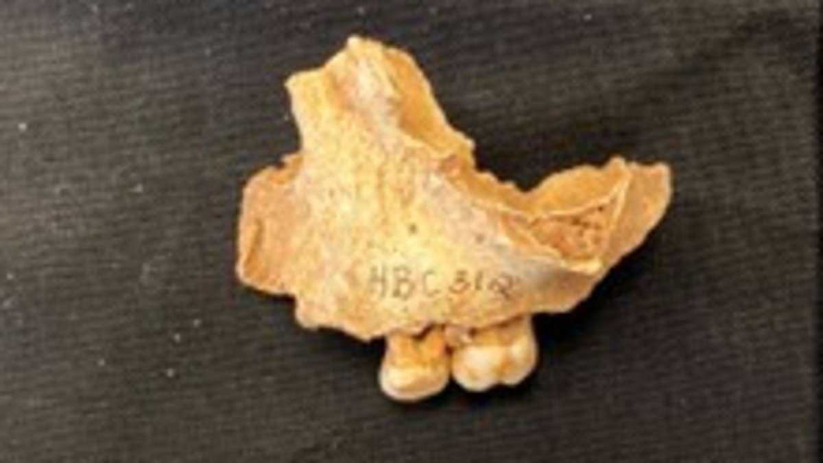 Britain's 'Oldest Northerner' Revealed as 3-Year-Old Girl in Groundbreaking DNA Study