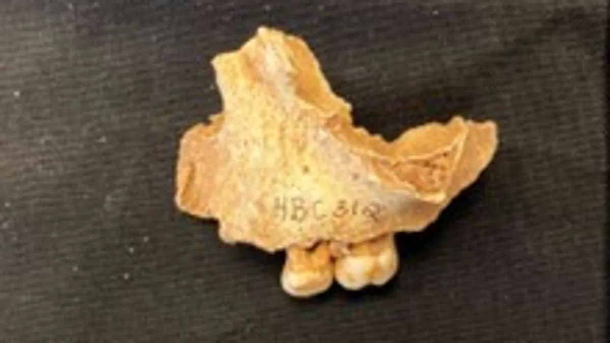 Britain's 'Oldest Northerner' Revealed as 3-Year-Old Girl in Groundbreaking DNA Study