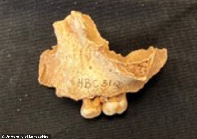 Britain's 'Oldest Northerner' Revealed as 3-Year-Old Girl in Groundbreaking DNA Study