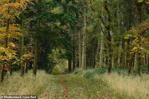 Britain's Woodlands Under Siege: Airborne Microplastics Threaten Pristine Sanctuaries