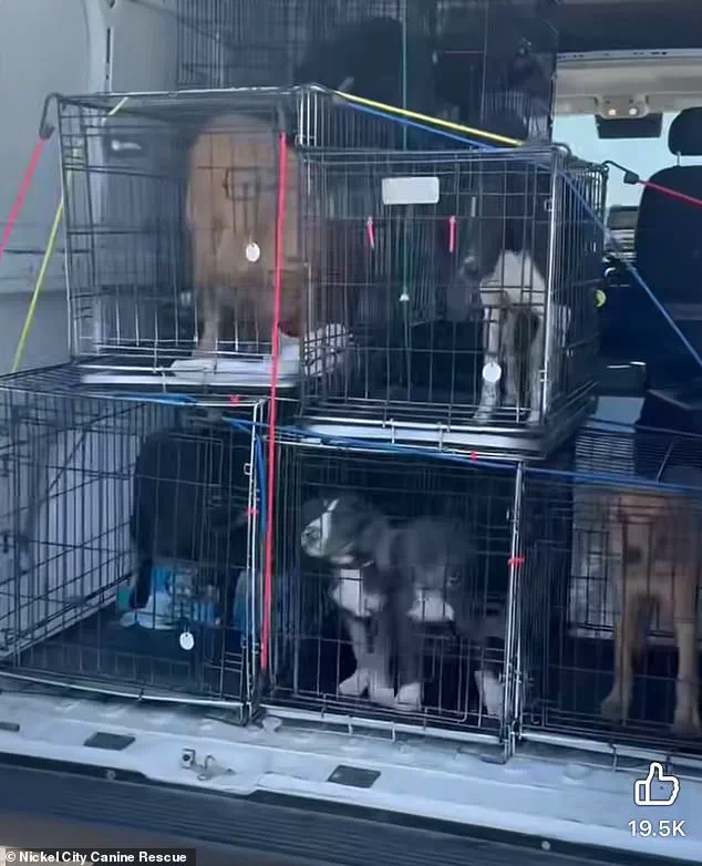 Buffalo Bills' Khalil Shakir Urgently Rescues 19 Dogs from Death Row in Viral Video