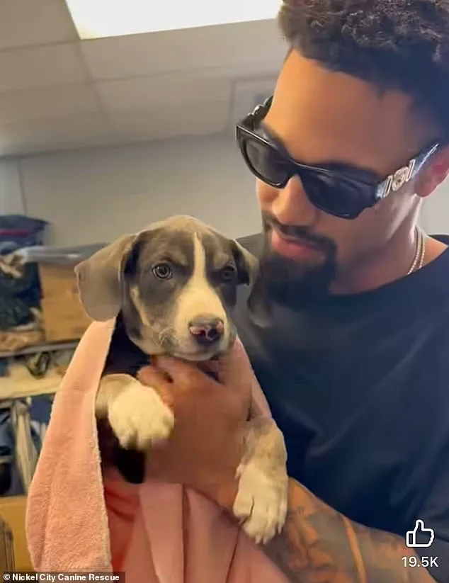 Buffalo Bills' Khalil Shakir Urgently Rescues 19 Dogs from Death Row in Viral Video