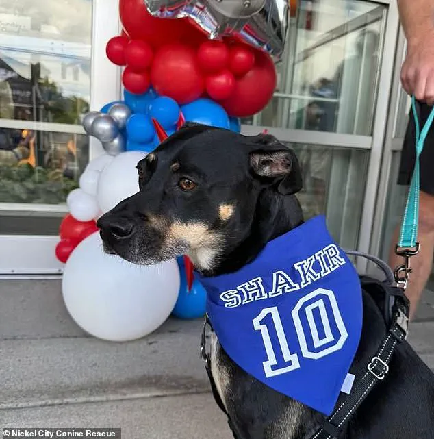 Buffalo Bills' Khalil Shakir Urgently Rescues 19 Dogs from Death Row in Viral Video