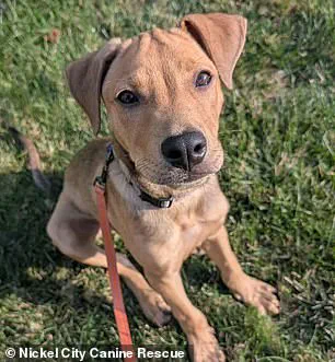 Buffalo Bills' Khalil Shakir Urgently Rescues 19 Dogs from Death Row in Viral Video