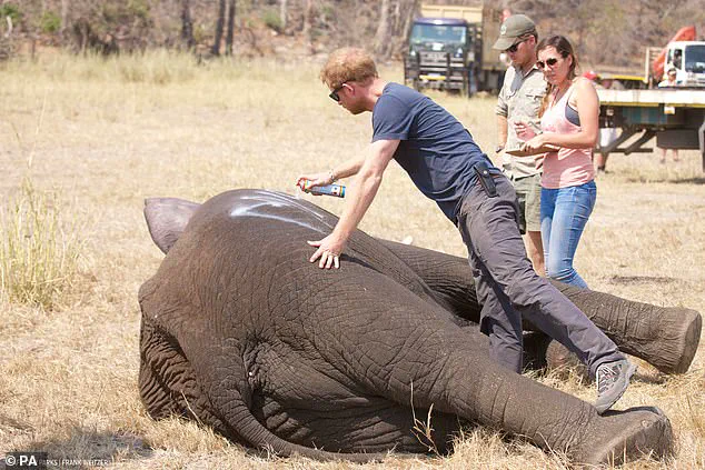Chad Accuses Prince Harry's African Parks of Neocolonialism Following Partnership Termination