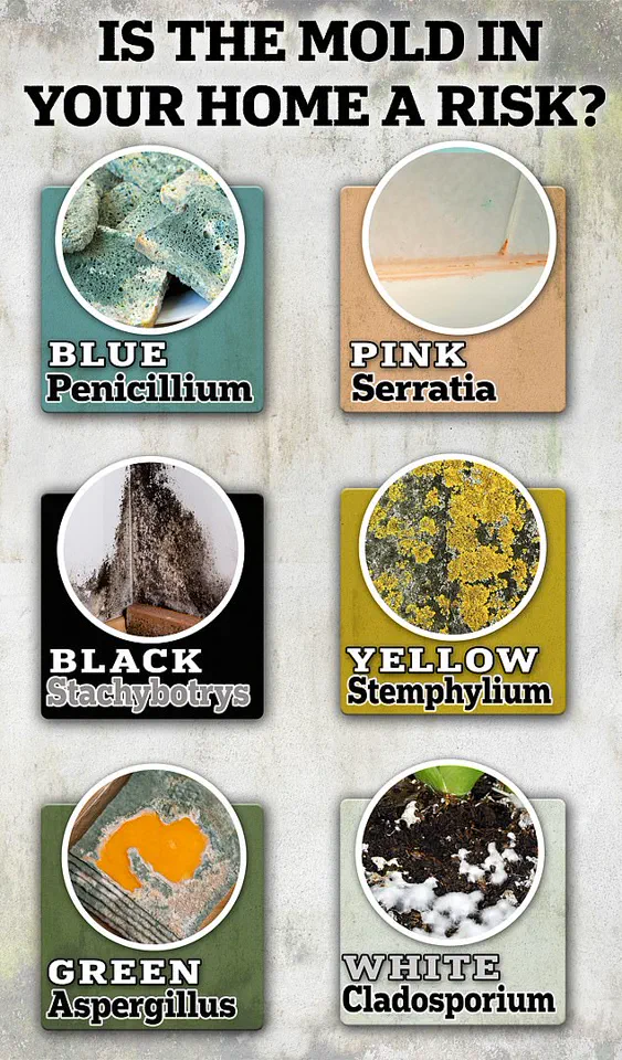 Childhood Exposure to Toxic Mould Linked to Long-Term Lung Damage, Study Finds