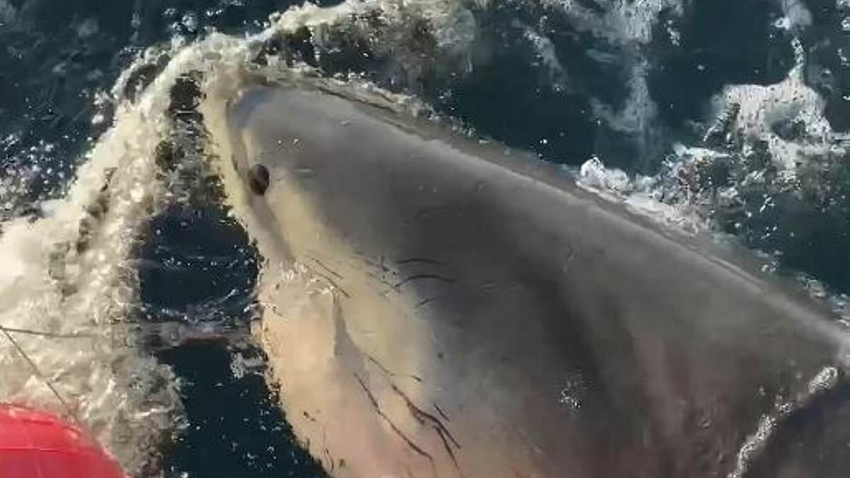 Colossal Great White Shark Named Contender Spotted Near Cape Fear During Seasonal Migration Across Atlantic Ocean