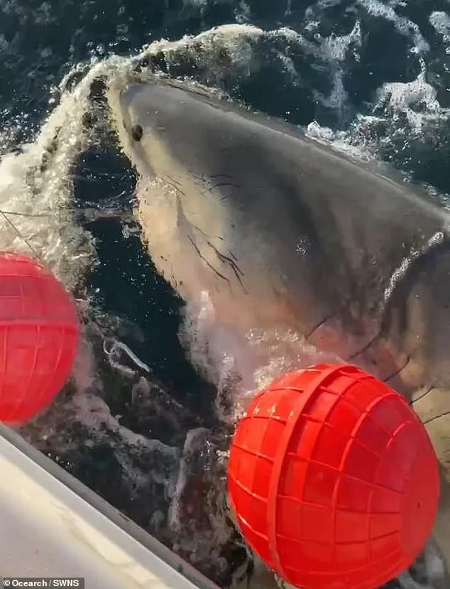 Colossal Great White Shark Named Contender Spotted Near Cape Fear During Seasonal Migration Across Atlantic Ocean
