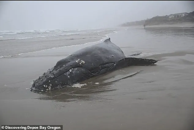 Controversy Surrounds Euthanasia of Entangled Humpback Whale 'Hope' in Oregon