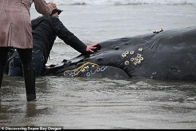 Controversy Surrounds Euthanasia of Entangled Humpback Whale 'Hope' in Oregon