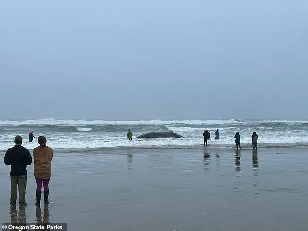 Controversy Surrounds Euthanasia of Entangled Humpback Whale 'Hope' in Oregon