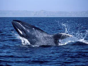 Controversy Surrounds Euthanasia of Entangled Humpback Whale 'Hope' in Oregon