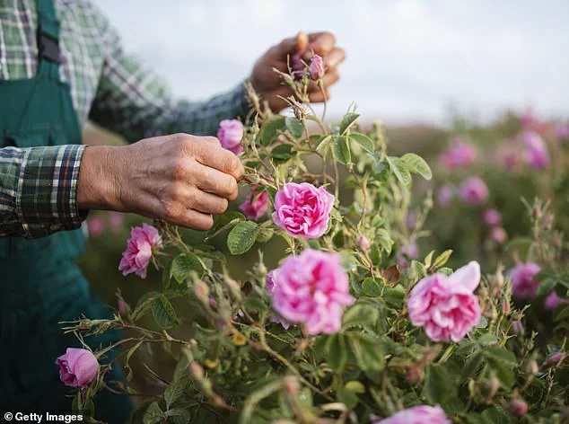 Damask Rose Stem Cells Show Promise in Hair Pigmentation Research