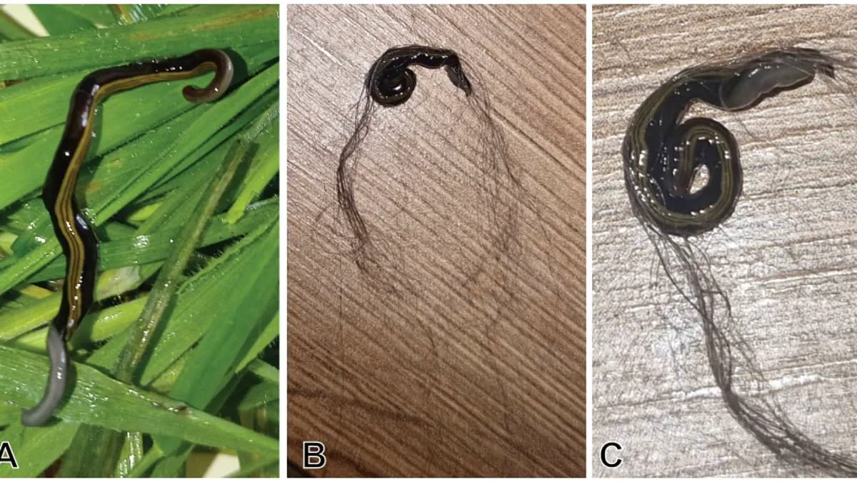 Europe's Hidden Crisis: Invasive Flatworms Hitch a Ride on Pets, Threatening Ecosystems