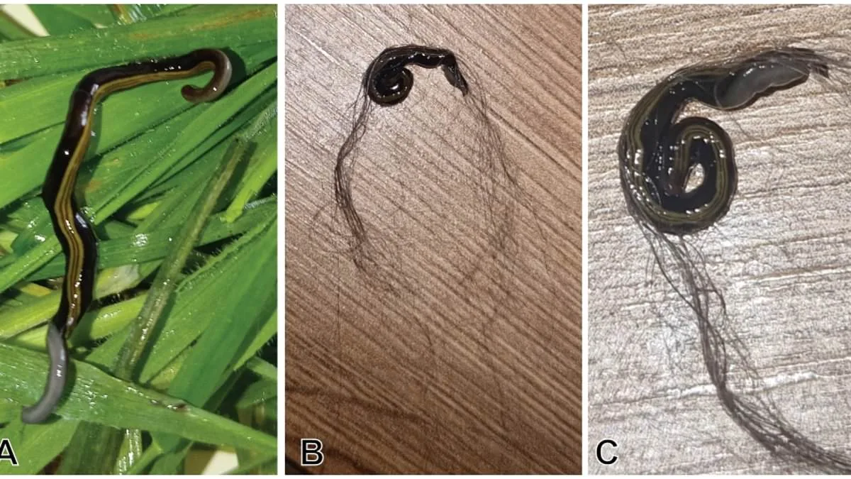 Europe's Hidden Crisis: Invasive Flatworms Hitch a Ride on Pets, Threatening Ecosystems
