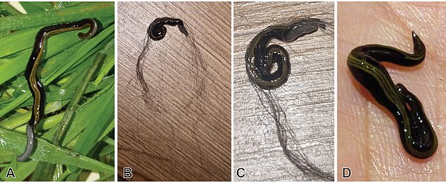 Europe's Hidden Crisis: Invasive Flatworms Hitch a Ride on Pets, Threatening Ecosystems