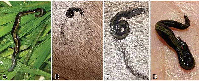 Europe's Hidden Crisis: Invasive Flatworms Hitch a Ride on Pets, Threatening Ecosystems