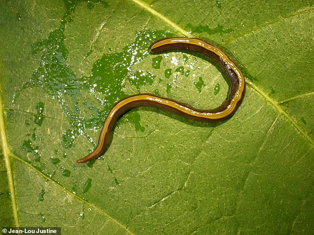 Europe's Hidden Crisis: Invasive Flatworms Hitch a Ride on Pets, Threatening Ecosystems