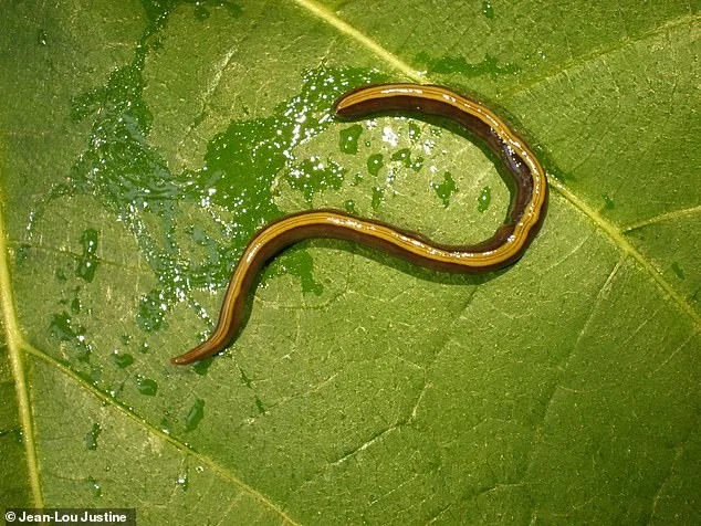 Europe's Hidden Crisis: Invasive Flatworms Hitch a Ride on Pets, Threatening Ecosystems