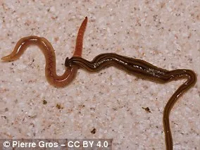 Europe's Hidden Crisis: Invasive Flatworms Hitch a Ride on Pets, Threatening Ecosystems