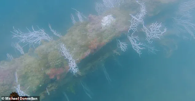 Exclusive Access: Joe Rogan Interview Reveals Groundbreaking Atlantis Discovery